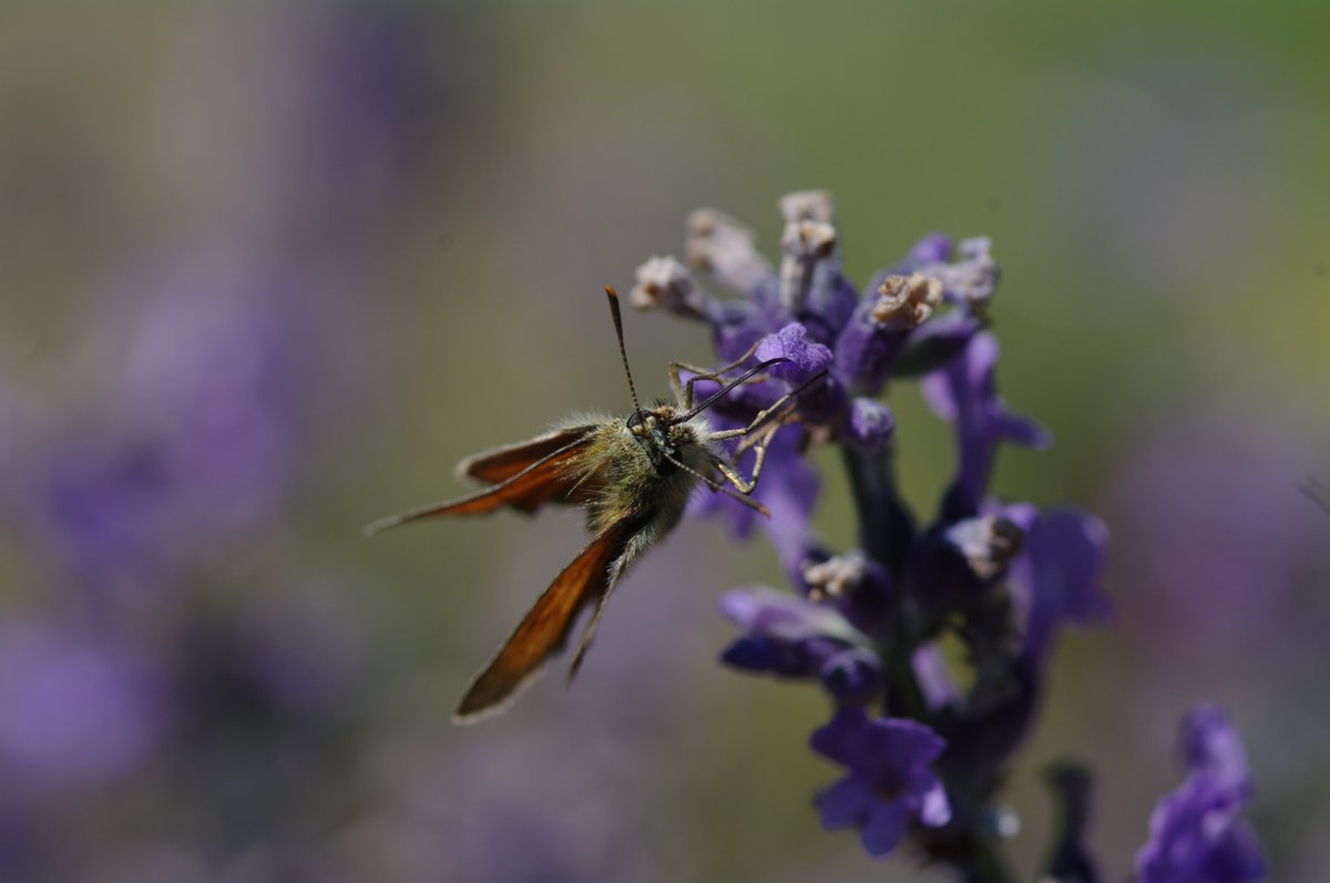 Ein Falter bei der Nektarernte im Lavendel. Es könnte sich um einen Rostfarbenen Dickkopffalter (Ochlodes sylvanus) handeln.

<a href="/Dr_Flunder/">Dr. Flunder Bartholdy 🚳</a> ?