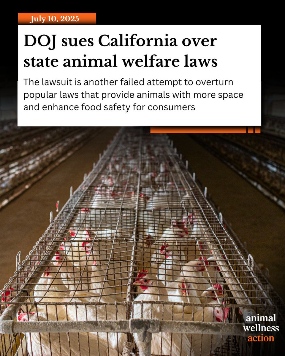 Animal Wellness Action (@awaction_news) on Twitter photo Let’s be clear:
- No major egg producers support the DOJ’s case
- Voters overwhelmingly passed Prop 12
- The DOJ is wasting taxpayers' $ to defend cruelty
- It’s a full-on attack on farm animal protection
The <a href="/TheJusticeDept/">U.S. Department of Justice</a> just threw a “stink bomb” into the egg industry, and Let’s be clear:
- No major egg producers support the DOJ’s case
- Voters overwhelmingly passed Prop 12
- The DOJ is wasting taxpayers' $ to defend cruelty
- It’s a full-on attack on farm animal protection
The <a href="/TheJusticeDept/">U.S. Department of Justice</a> just threw a “stink bomb” into the egg industry, and