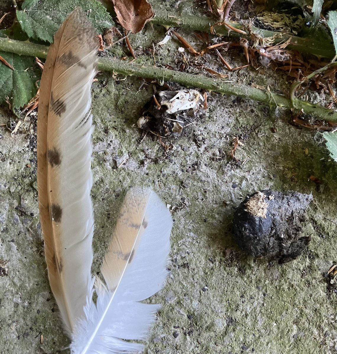 Dr Emily Joáchim tweet media