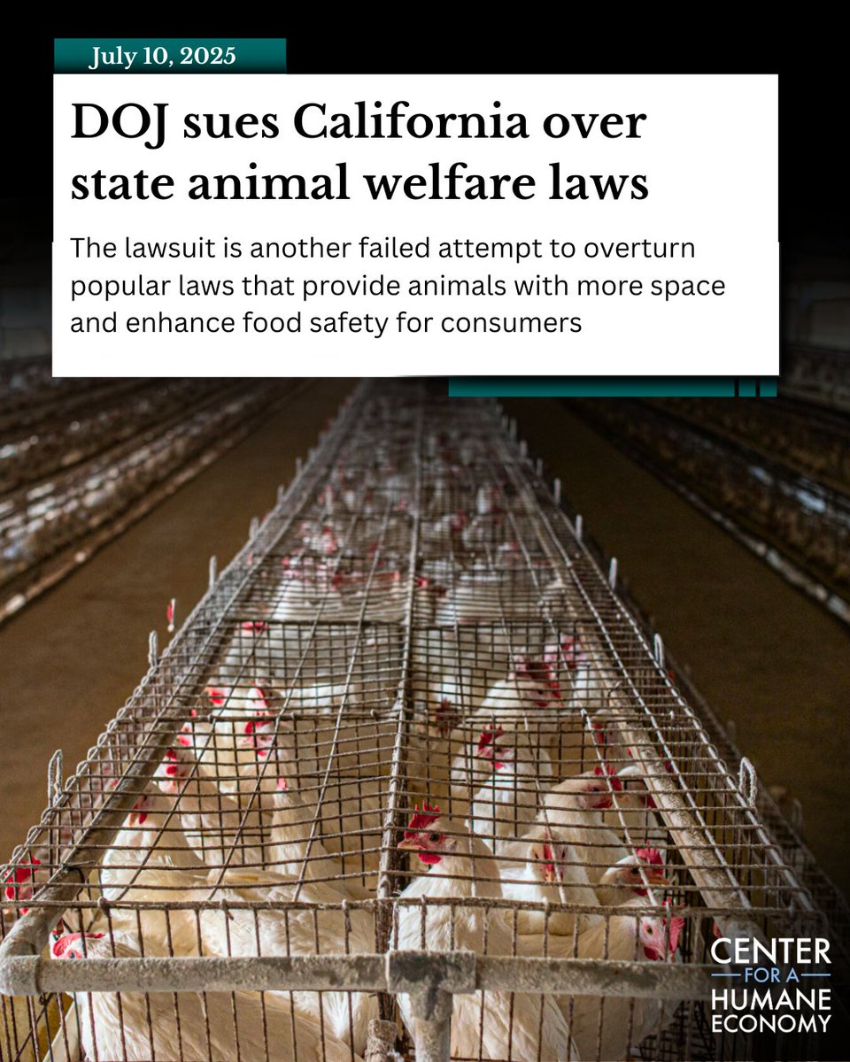 Center for a Humane Economy (@thehumanecenter) on Twitter photo Let’s set the record straight:
* No major egg producers support the DOJ’s case
* Voters overwhelmingly passed Prop 12
* <a href="/TheJusticeDept/">U.S. Department of Justice</a> is wasting taxpayers' $ to defend cruelty and corporate greed
* It’s a full-on attack on farm animal protection
#ProtectProp12 #CageFreeFuture Let’s set the record straight:
* No major egg producers support the DOJ’s case
* Voters overwhelmingly passed Prop 12
* <a href="/TheJusticeDept/">U.S. Department of Justice</a> is wasting taxpayers' $ to defend cruelty and corporate greed
* It’s a full-on attack on farm animal protection
#ProtectProp12 #CageFreeFuture
