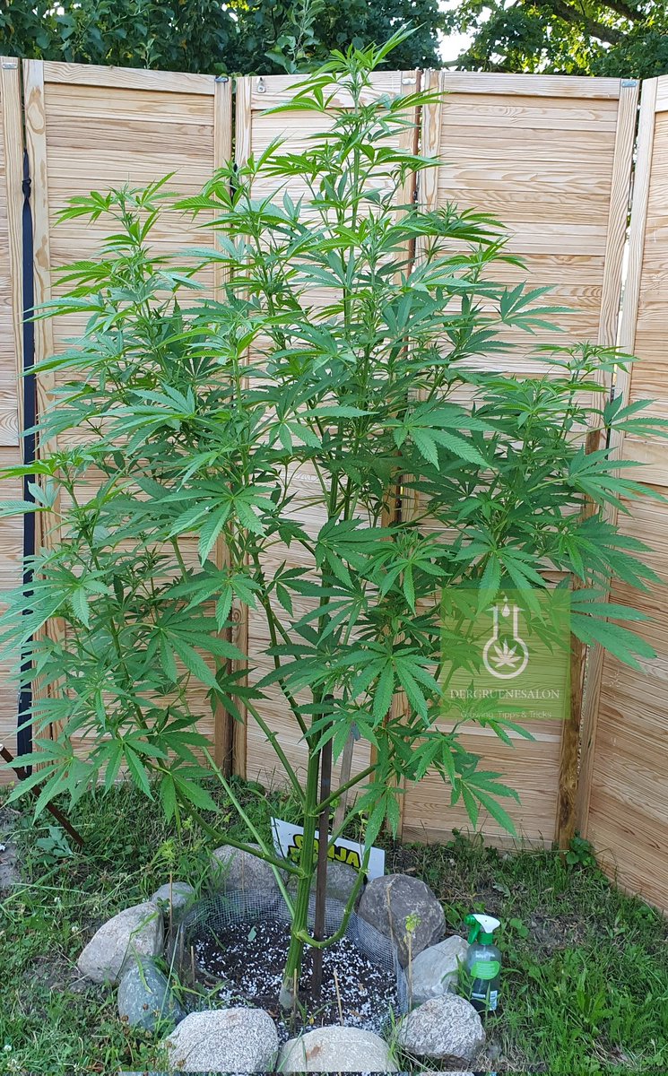 Tag 89 für Slurricane von <a href="/GanjaFarmerSeed/">Ganja Farmer Seedbank</a>. Heute ist sie 193 cm hoch, ich denke in der nächsten Woche ist es damm soweit und sie knackt die 200 cm! Ich habe sie heute vorsorglich nochmal mit Neemöl eingesprüht, sie hatte ja dieses kleine Zikadenproblem.