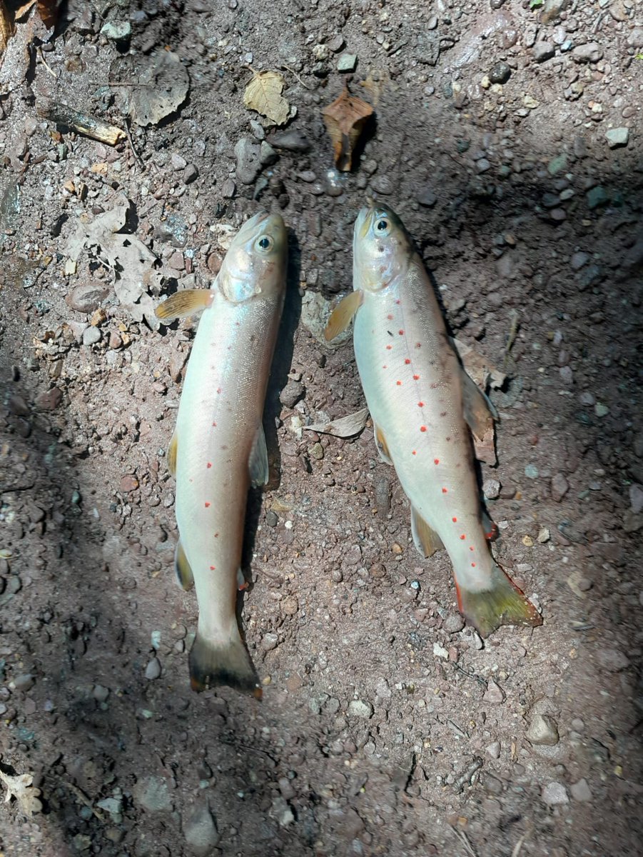 ⚡️Inland Fisheries Ireland statement re fish kill at Douglas River, #Cork

😐 At least 1,500 fish have died
tinyurl.com/xkk8u3b5