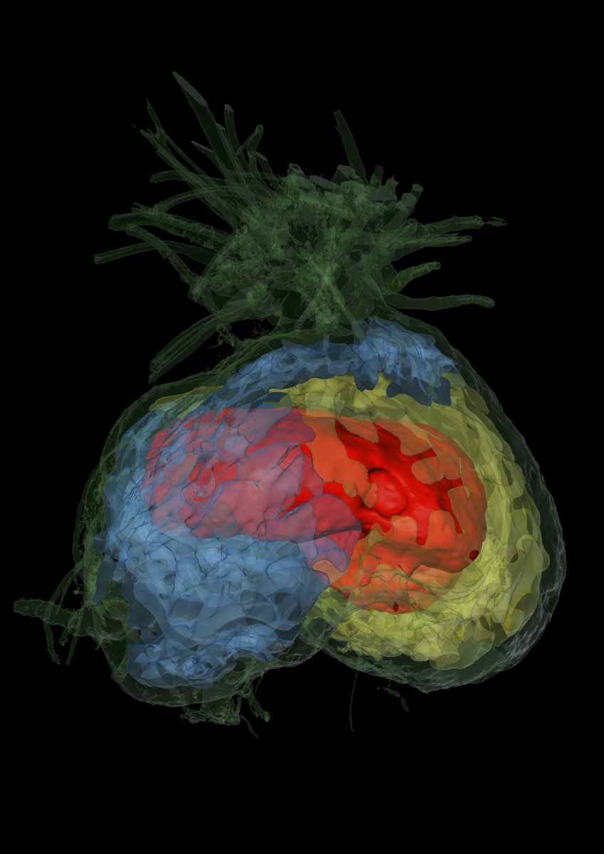Chomicki_G's tweet image. Delighted to share the outcome of a 10y long project – published today in @ScienceMagazine !
This study unveils how multipartner symbioses between aggressive insect partners can be stable.
science.org/doi/10.1126/sc…