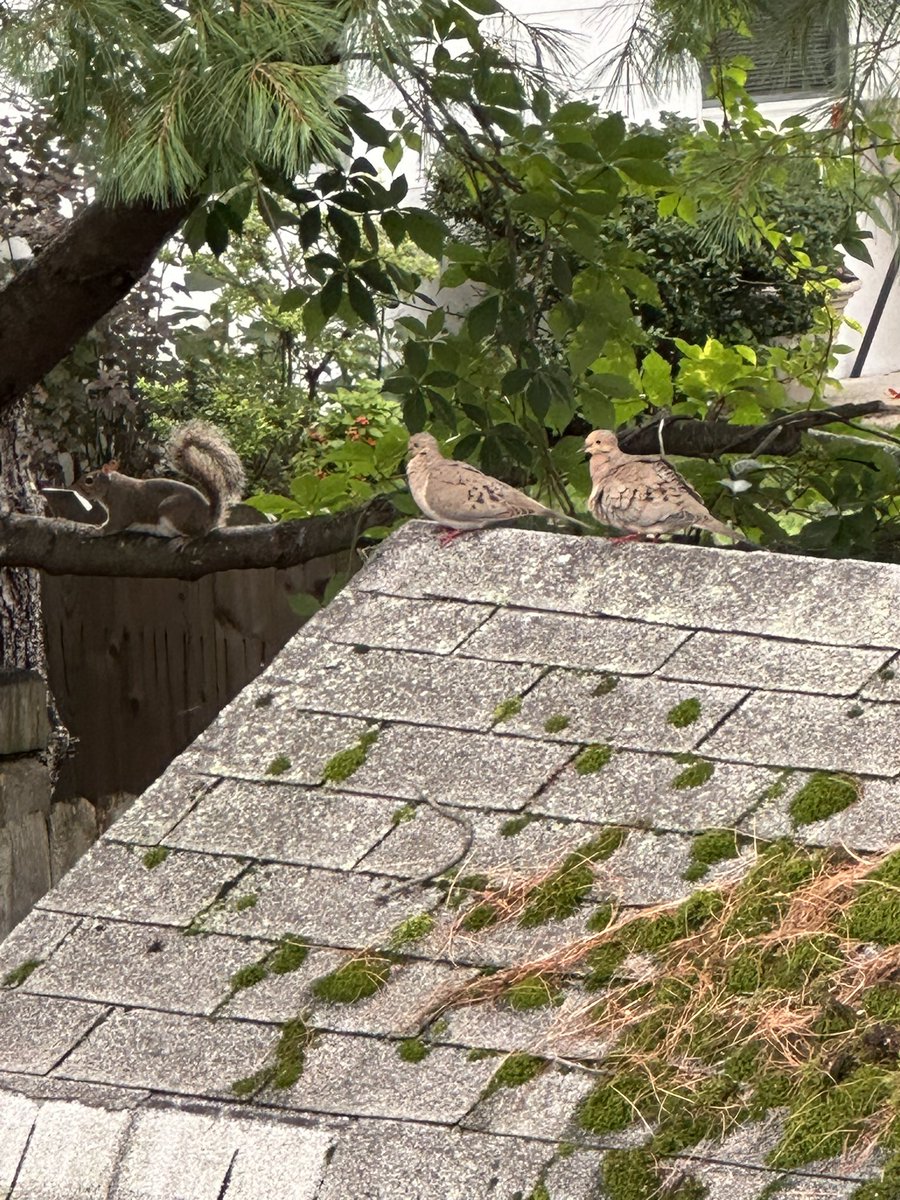 RamboModeOn's tweet photo. @GeneralZ3R0 CluckCluckClan has a few new members, Pigeons 💚🐓🐓🐓🫡 https://t.co/X0KMHINyUR
