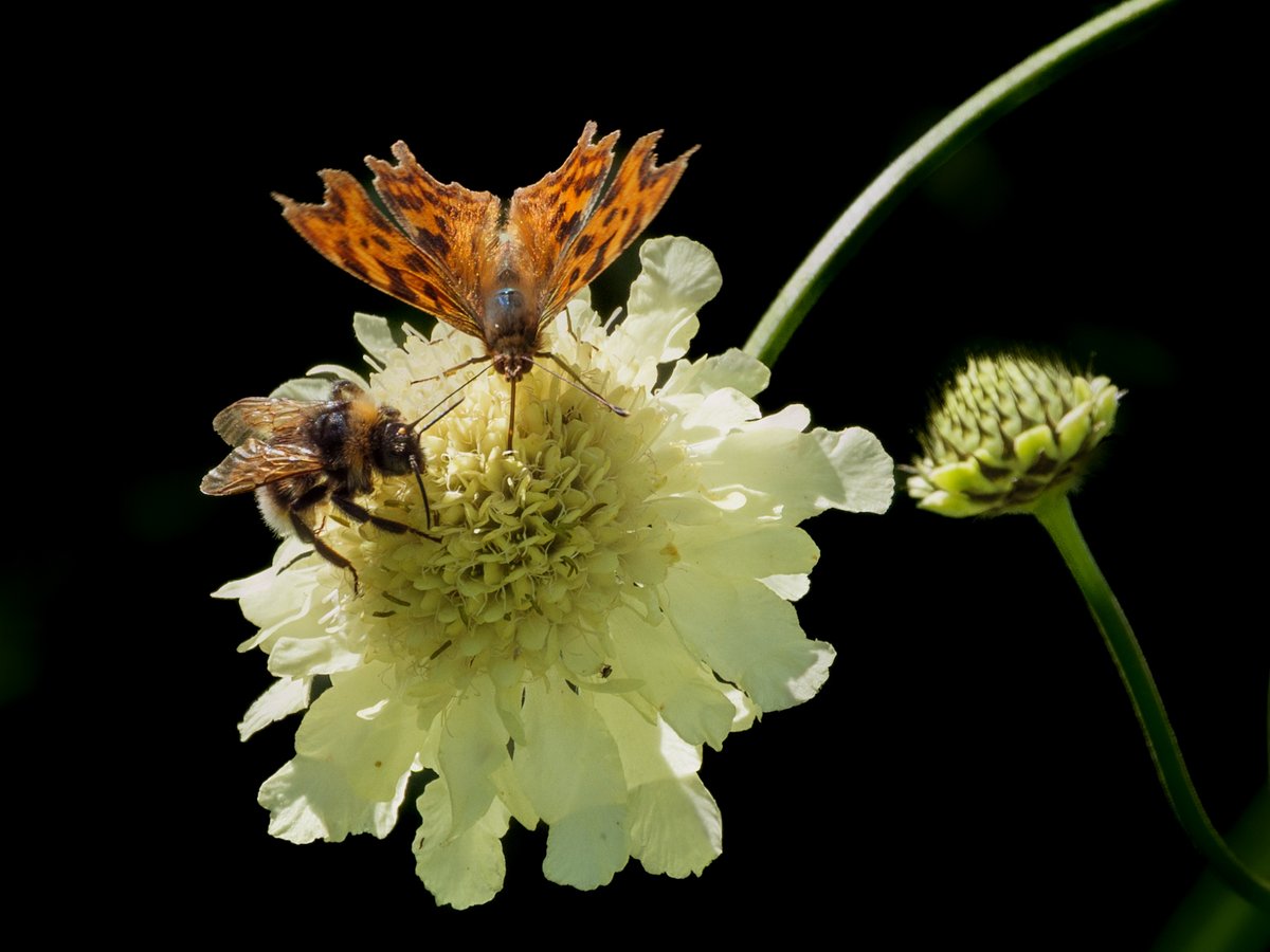 mittu12's tweet image. 10 July today's #DailyPictureTheme is #Modest  come and share my flower say the Butterfly to the Bee there is room for two !!
