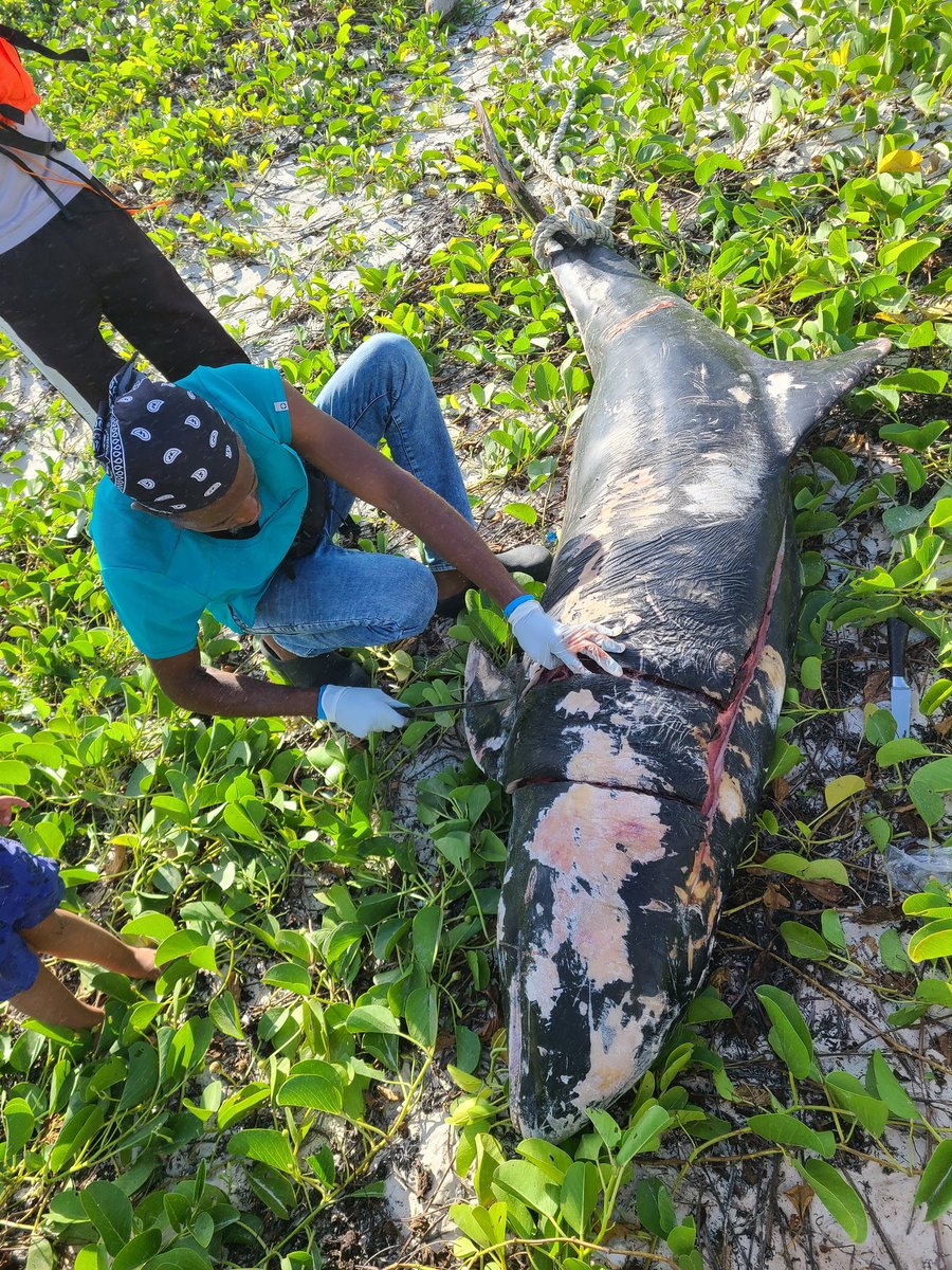 Melon headed whale Necropsy