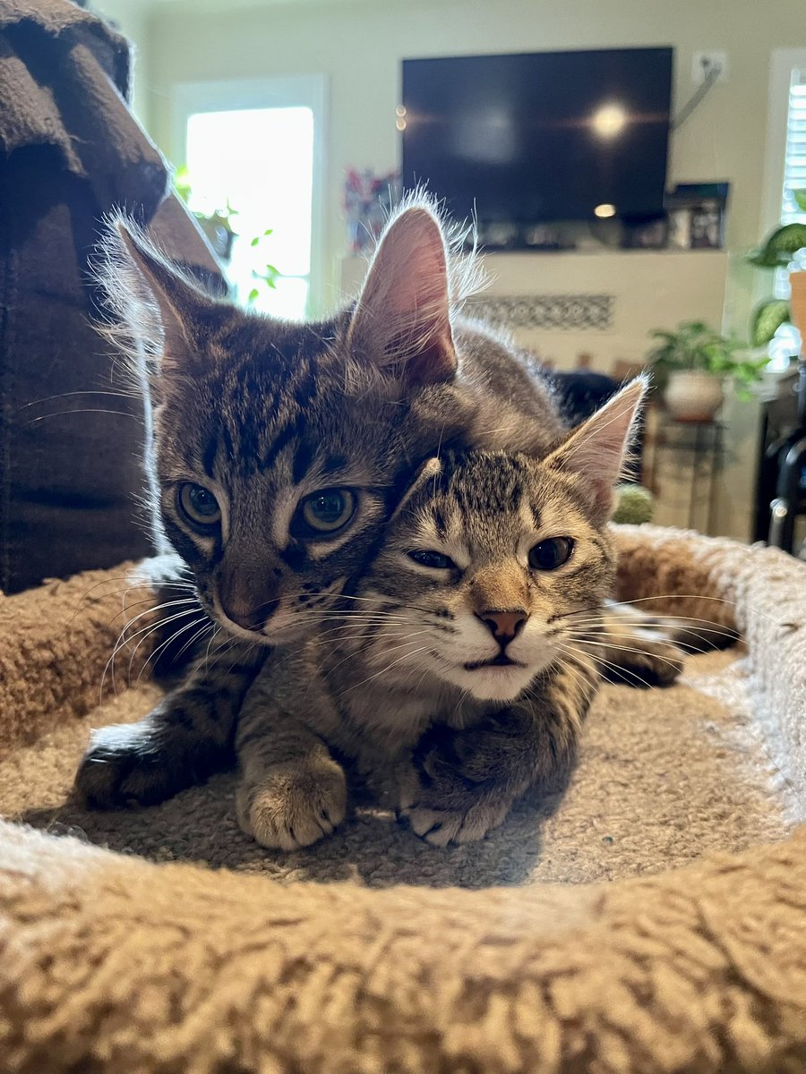 Andrea56822453's tweet image. #PostAFavPic4VioletJul25 
Day 10: #NationalKittenDay 
Happy National Kitten Day! Here we are when we were quite smol.🥺🍼We may have grown up, but we will always be mamas sweet little babies.🥰
             
#ThrowbackThursday #CatsOfTwitter #CatsOfX #AdoptDontShop