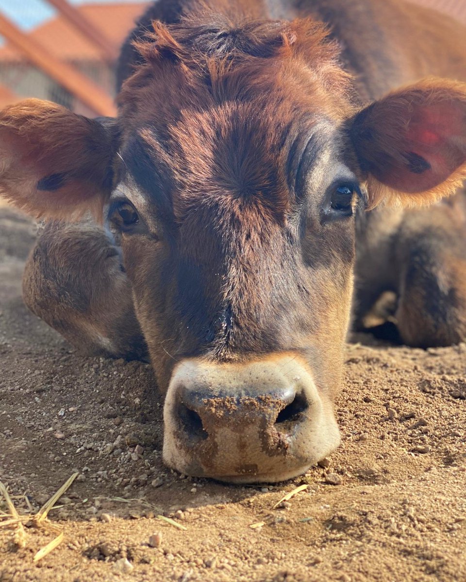 FarmSanctuary's tweet photo. Help keep calves like Leo with their moms by choosing plant-based dairy options! 💕 https://t.co/NsDLd1TADv