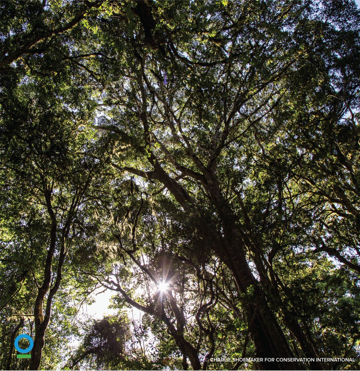 In Kenya's Chyulu Hills, we are helping communities turn nature into a lifeline for education, health and well-being.

See link below ⬇️