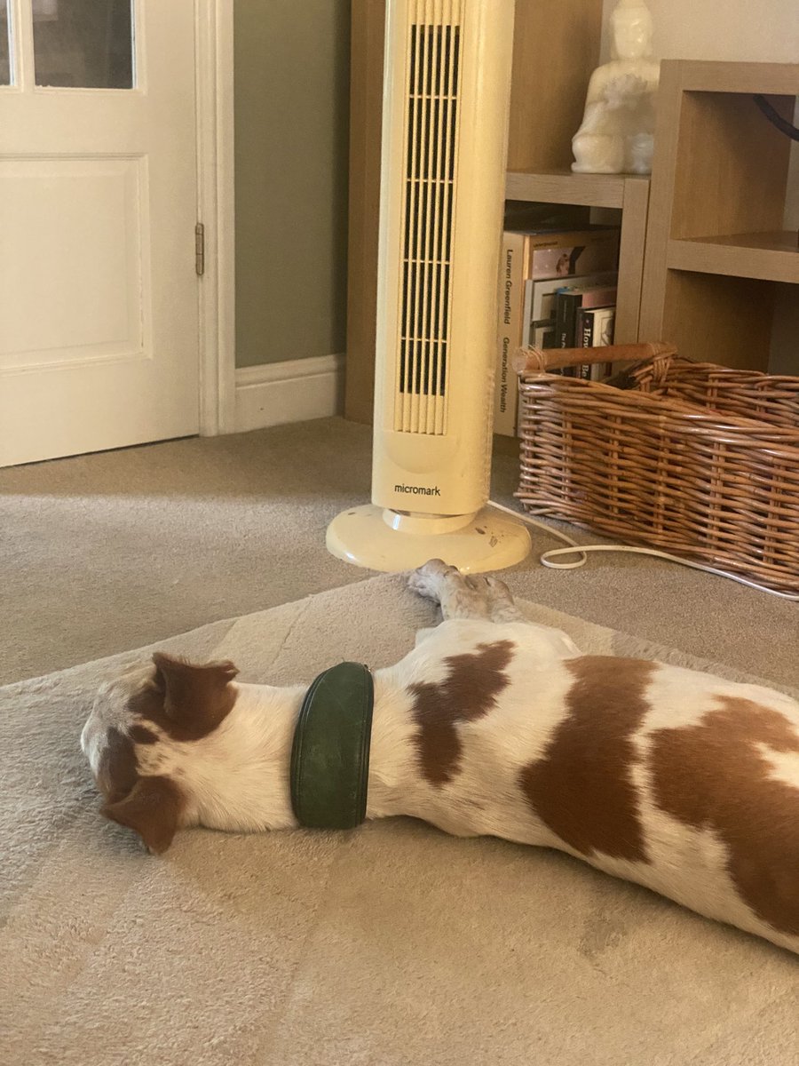 Pablo_Rocksey_M's tweet image. When its 92 in the shade
Lie in front of the fan
#podenco #rescuedog #dogs #summer #uksunshine