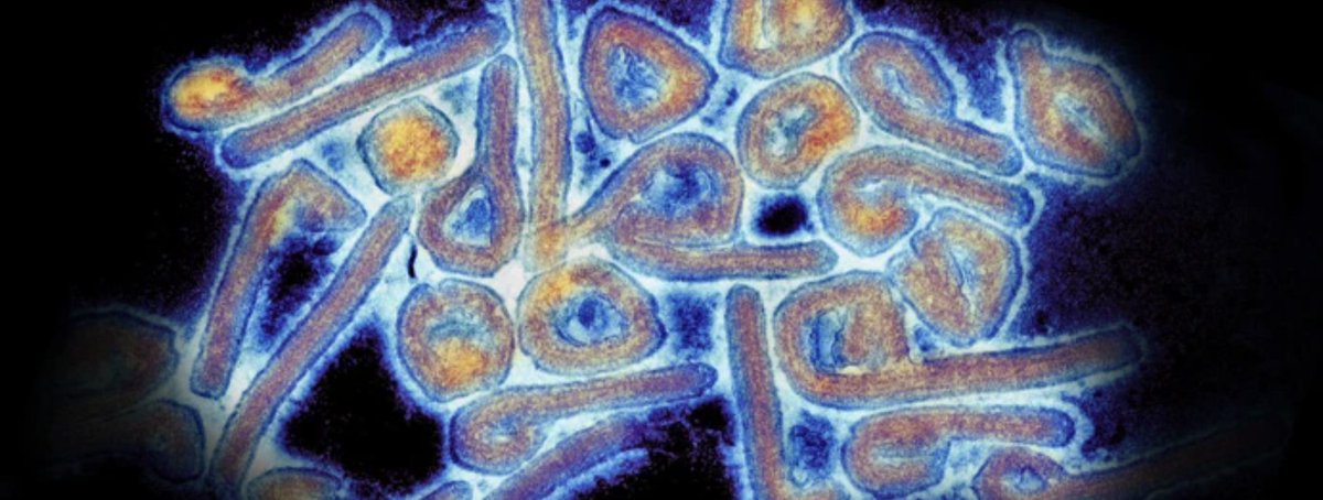 utmbhealth's tweet image. @UTMBHealth’s Dr. Bukreyev, professor of pathology, and Dr. Meyer, research scientist, teamed up with @moderna_tx to develop a groundbreaking mRNA vaccine that fully protects against Marburg and Ravn viruses in preclinical models. Learn more utmb.us/e7i