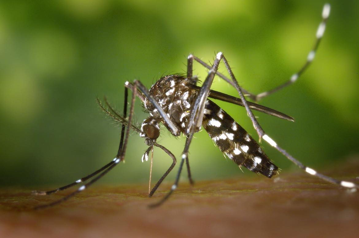 There are 61 mosquito species in South Carolina. Some can spread diseases to both people and animals. <a href="/SC_DPH/">South Carolina Department of Public Health</a> urges residents to follow the “7 Ts” to fight the bite: tip, toss, turn, tighten, take care, treat and team up. Stay bite free this summer! tinyurl.com/3twuvpc9.