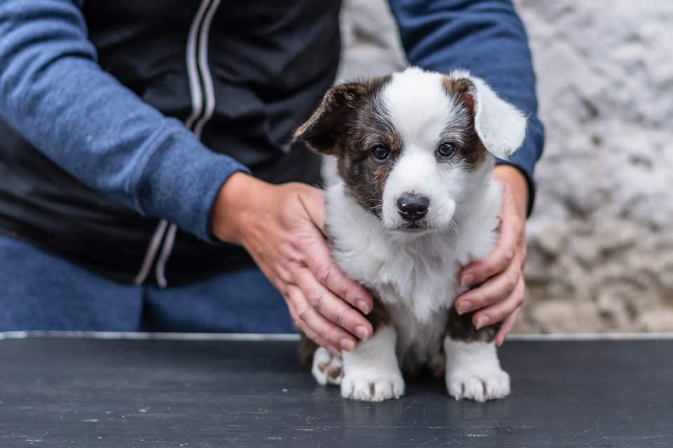 Chovatelka, od které si za pár dní přivezeme našeho parťáka, má ještě dvě volné fenky. Podle mě by každý měl mít svého Cardigana a tady jsou rovnou dvě, na všechny se teda dostane :).
Štěňata jsou vymazlená, od miminek učená na manipulaci, úpravu drápku, jízdu autem a focení :).