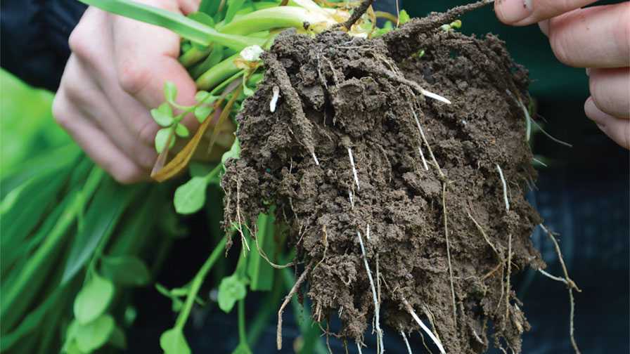 A plant is literally rooted to its home, but it's not always located on the choicest real estate with the water and nutrients the plant requires. 

So how does a root prospect for the raw materials that the plant needs?

hubs.la/Q03wtgRP0