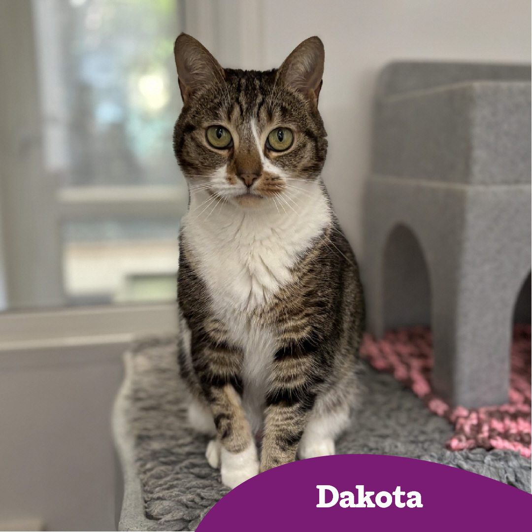 CatsWarrington's tweet image. It's Purrsday!😻
Our team are here to help you find the #PerfectMatch!
We've had some new contracts signed this week, they've met with the medical team and are now looking to score their first goal in a new home! ⚽🙌
💜🏡
*Indoor
**Adopted as a pair
cats.org.uk/warrington#ado…