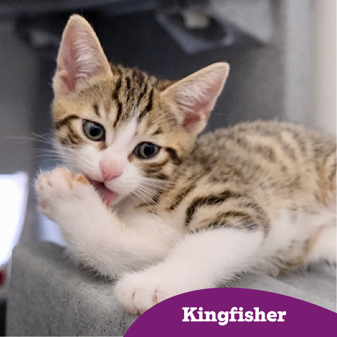 CatsWarrington's tweet image. It's Purrsday!😻
Our team are here to help you find the #PerfectMatch!
We've had some new contracts signed this week, they've met with the medical team and are now looking to score their first goal in a new home! ⚽🙌
💜🏡
*Indoor
**Adopted as a pair
cats.org.uk/warrington#ado…