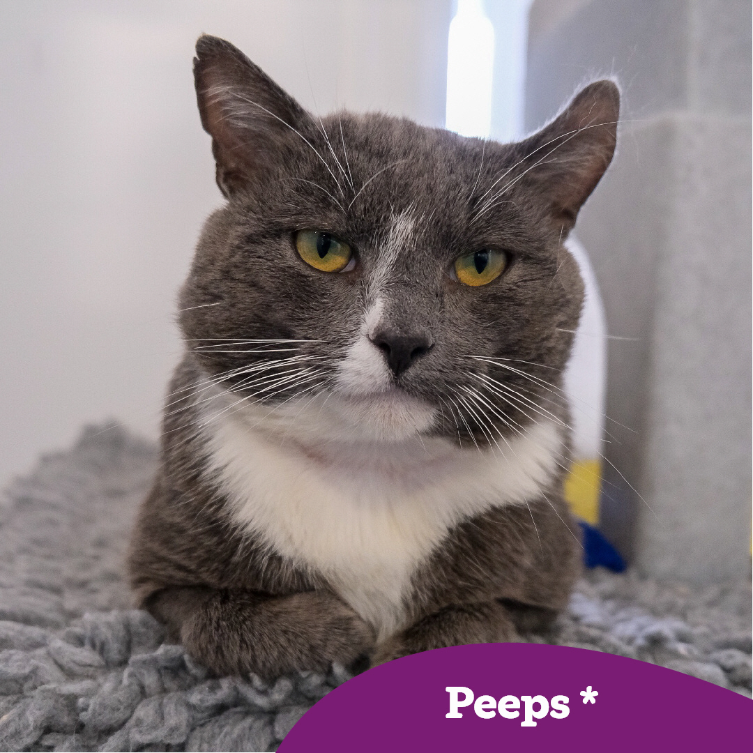 CatsWarrington's tweet image. It's Purrsday!😻
Our team are here to help you find the #PerfectMatch!
We've had some new contracts signed this week, they've met with the medical team and are now looking to score their first goal in a new home! ⚽🙌
💜🏡
*Indoor
**Adopted as a pair
cats.org.uk/warrington#ado…