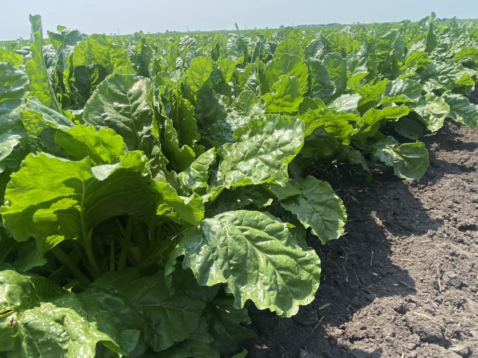 Growing season is in full swing! We want to see those good lookin' crops. Reply with a photo of yours!

📸 Jim Hays