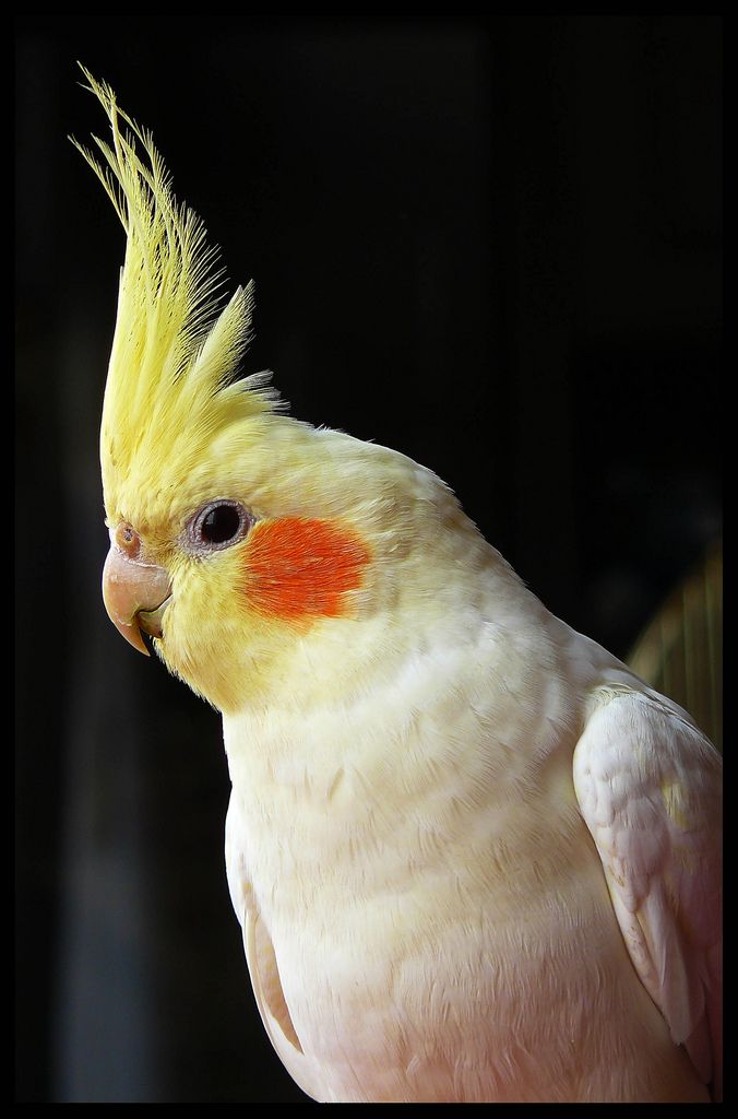 Cockatiel Lovers (@cockatielgroup) on Twitter photo 