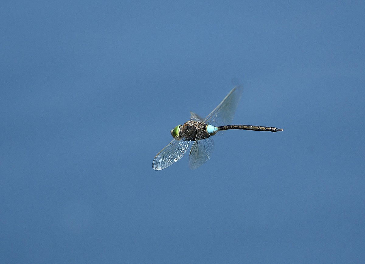 Lesser Emperor Dragonfly at Pynesfield Lake West Hyde today. #hertswildlife