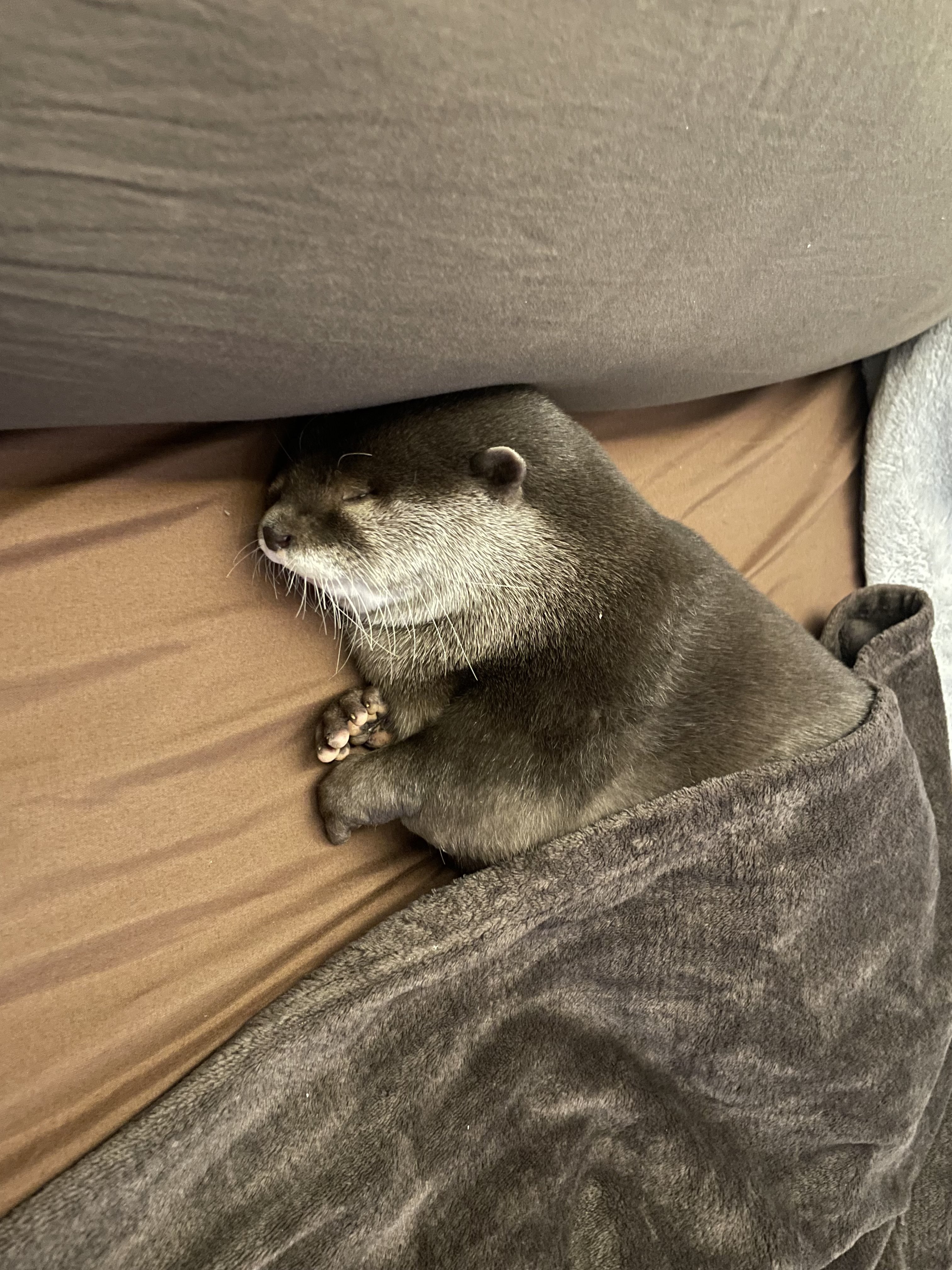 うーちゃん様専用 手のひらペット