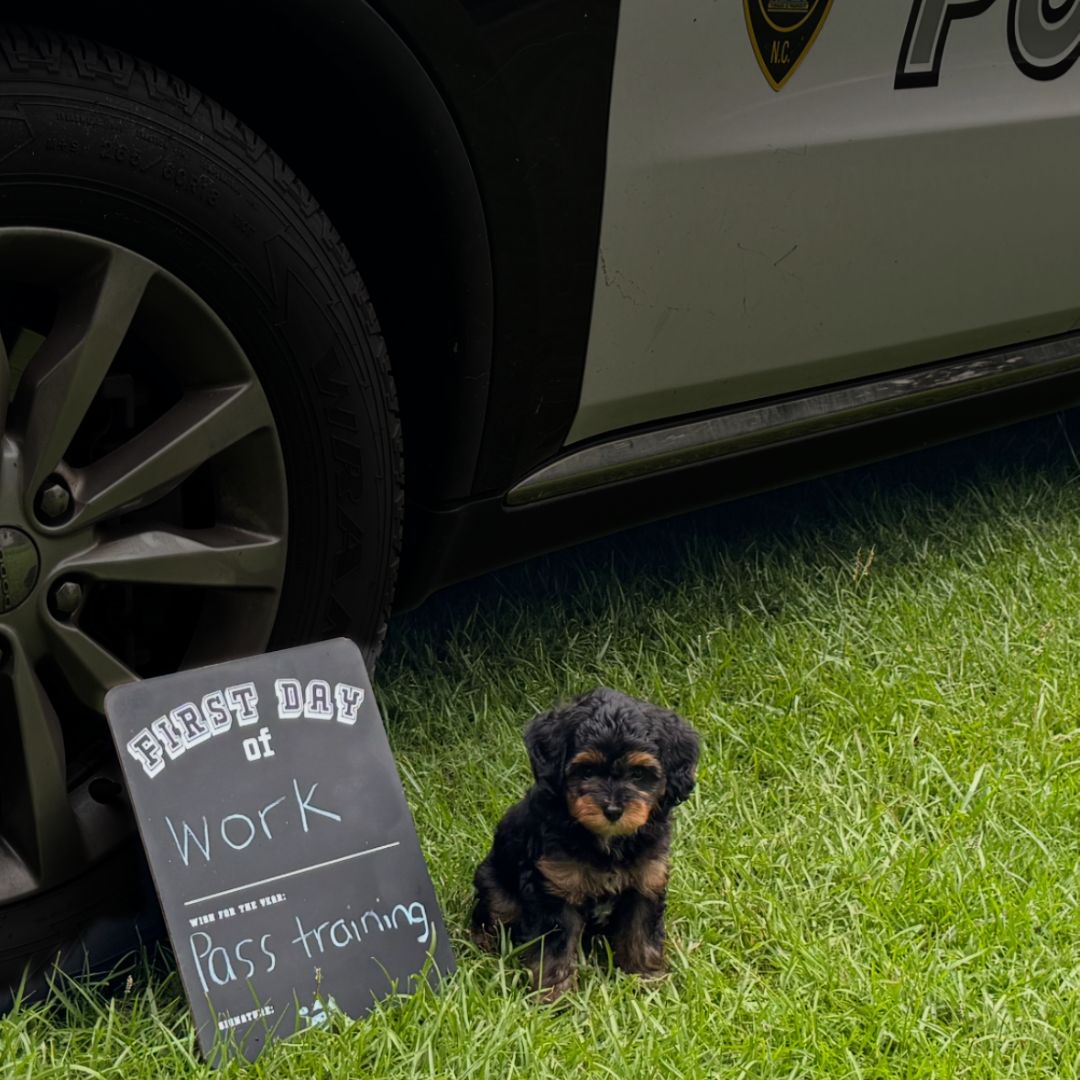 Big first day for KPD’s newest (and fluffiest) team member!
We’re happy to report that our new therapy dog arrived on time for his first day at work, clearly setting a great example for the rest of us.
After reviewing all the wonderful name suggestions, we are excited to