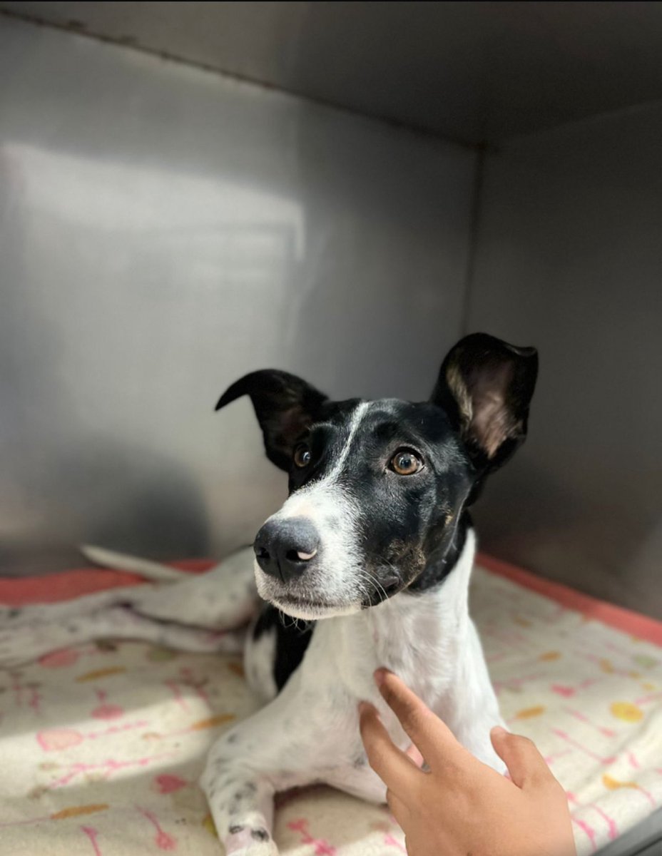 HospitalVetUT's tweet photo. Son las caritas de animales de calle heridos o atropellados que gracias a la @gobertolima y al @HospitalVetUT @Uni_Tolima hoy tiene otra oportunidad. https://t.co/ieNeWyJVxt