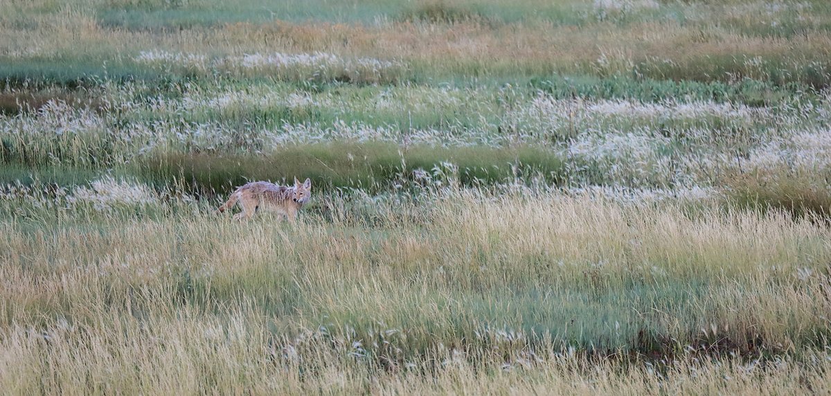 CFGA_ACPF (@cfga_acpf) on Twitter photo 🌾<a href="/UAlberta/">University of Alberta</a>, CFGA, <a href="/ducanada/">Ducks Unlimited CAN</a> & RAD Network have launched the Grassland Learning & Knowledge Hub (GLKH) website + first newsletter!
🍀 Explore the website: tinyurl.com/55crz3fp
🐂 Sign up: tinyurl.com/4kbc363e
#GLKH #GrasslandConservation #Biodiversity
<a href="/environmentca/">Environment Canada</a> 🌾<a href="/UAlberta/">University of Alberta</a>, CFGA, <a href="/ducanada/">Ducks Unlimited CAN</a> & RAD Network have launched the Grassland Learning & Knowledge Hub (GLKH) website + first newsletter!
🍀 Explore the website: tinyurl.com/55crz3fp
🐂 Sign up: tinyurl.com/4kbc363e
#GLKH #GrasslandConservation #Biodiversity
<a href="/environmentca/">Environment Canada</a>