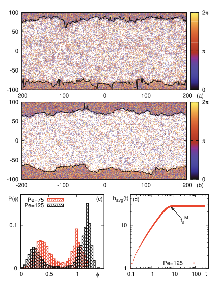 EPL (@epl_journal) on Twitter photo Finite size scaling and universality classes of one-dimensional active matter interface
by Bal Krishan
<a href="/IiserMohali/">IISER Mohali</a>
π iopscience.iop.org/article/10.120β¦ Finite size scaling and universality classes of one-dimensional active matter interface
by Bal Krishan
<a href="/IiserMohali/">IISER Mohali</a>
π iopscience.iop.org/article/10.120β¦