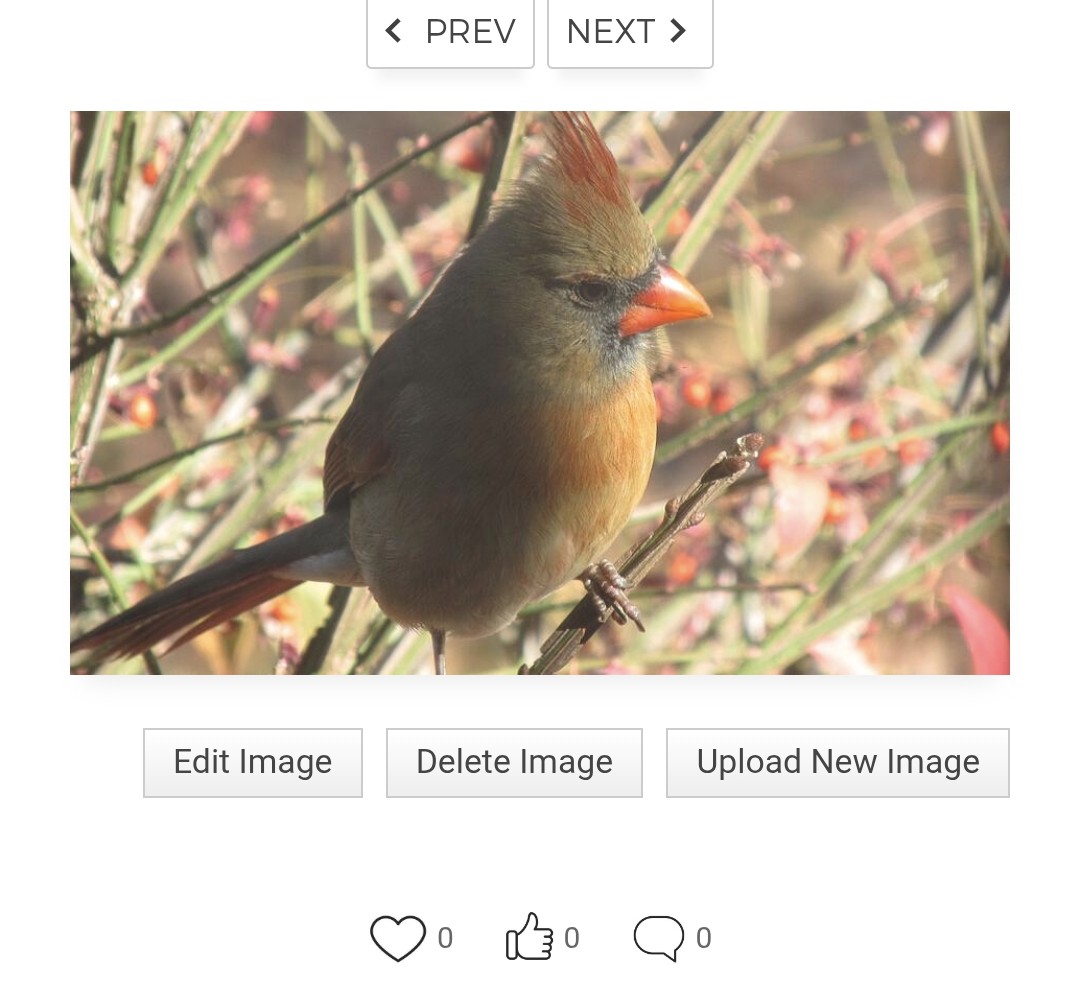 nat_nat_photo's tweet image. Here&apos;s  a #femalecardinal sgainst a burning bush with vibrant red berries.  The female bird&apos;s beak blends beautifully against the berries!  F4om my Bird Series collection.Here&apos;s  a #femalecardinal against a burning bush with red berries.