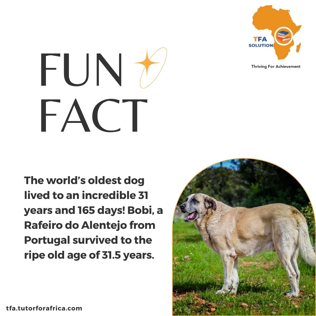 TFA_Solution's tweet image. 🐾 Fun Fact Friday! Did you know Bobi, the world’s oldest dog, lived 31 yrs &amp;amp; 165 days? That’s over 200 dog years! 🌟
At TFA Solution, we believe in lifelong learning too — stay curious, stay growing!
#FunFactFriday #TFASolution #EdTech #LearningNeverStops