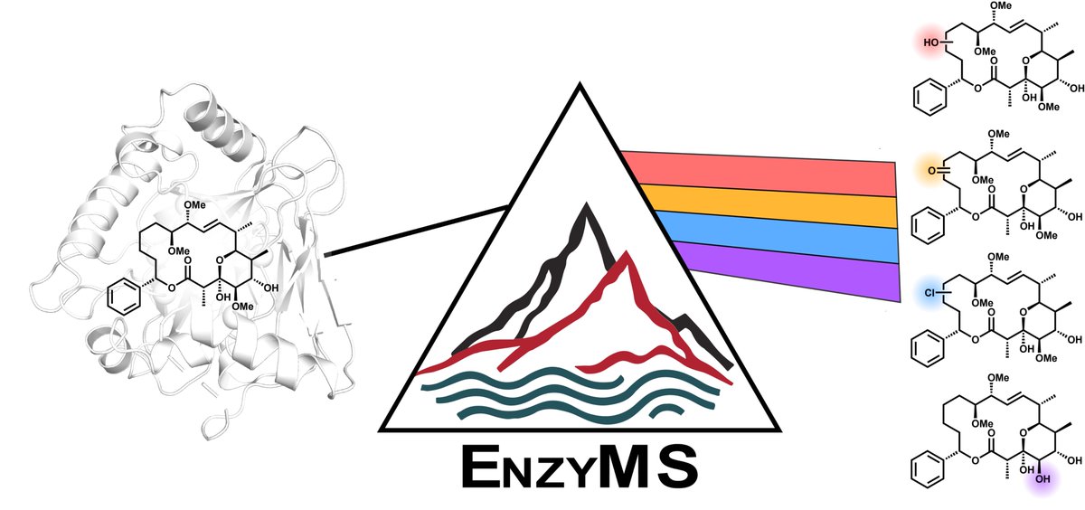 Rebecca Buller (@rebeccambuller) on Twitter photo Super happy that EnzyMS, our LC-MS pipeline for detecting promiscuous #enzyme activity, is out in <a href="/ChemCatalysis/">Chem Catalysis</a> ! Testing it on WelO5* + soraphen A uncovered an oxidative demethylation - missed by standard tools.
Curious?
👉 cell.com/chem-catalysis… Super happy that EnzyMS, our LC-MS pipeline for detecting promiscuous #enzyme activity, is out in <a href="/ChemCatalysis/">Chem Catalysis</a> ! Testing it on WelO5* + soraphen A uncovered an oxidative demethylation - missed by standard tools.
Curious?
👉 cell.com/chem-catalysis…