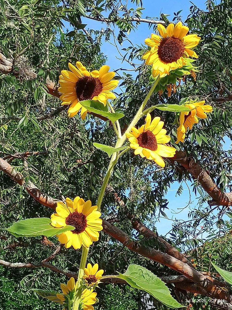 Gao Morning! 
Here are some sunflowers to brighten up your day!(˶' ꒳ '˶)