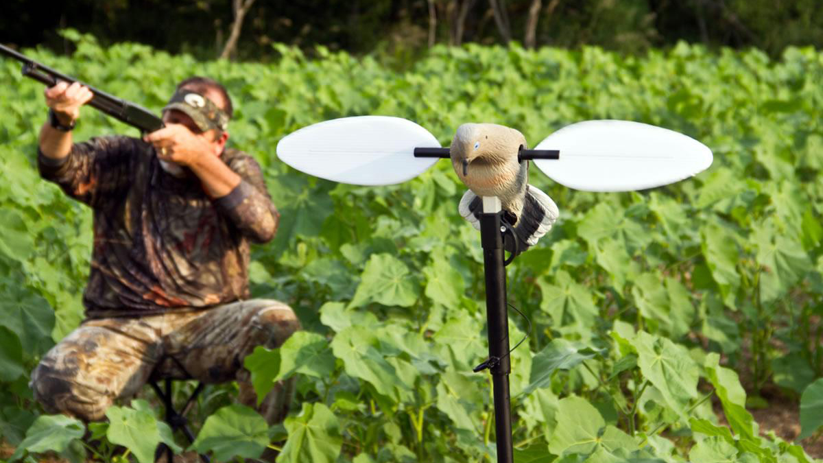 MidwayUSA's tweet image. Anyone else starting to count down the days until dove season?

📷 Mojo Outdoors