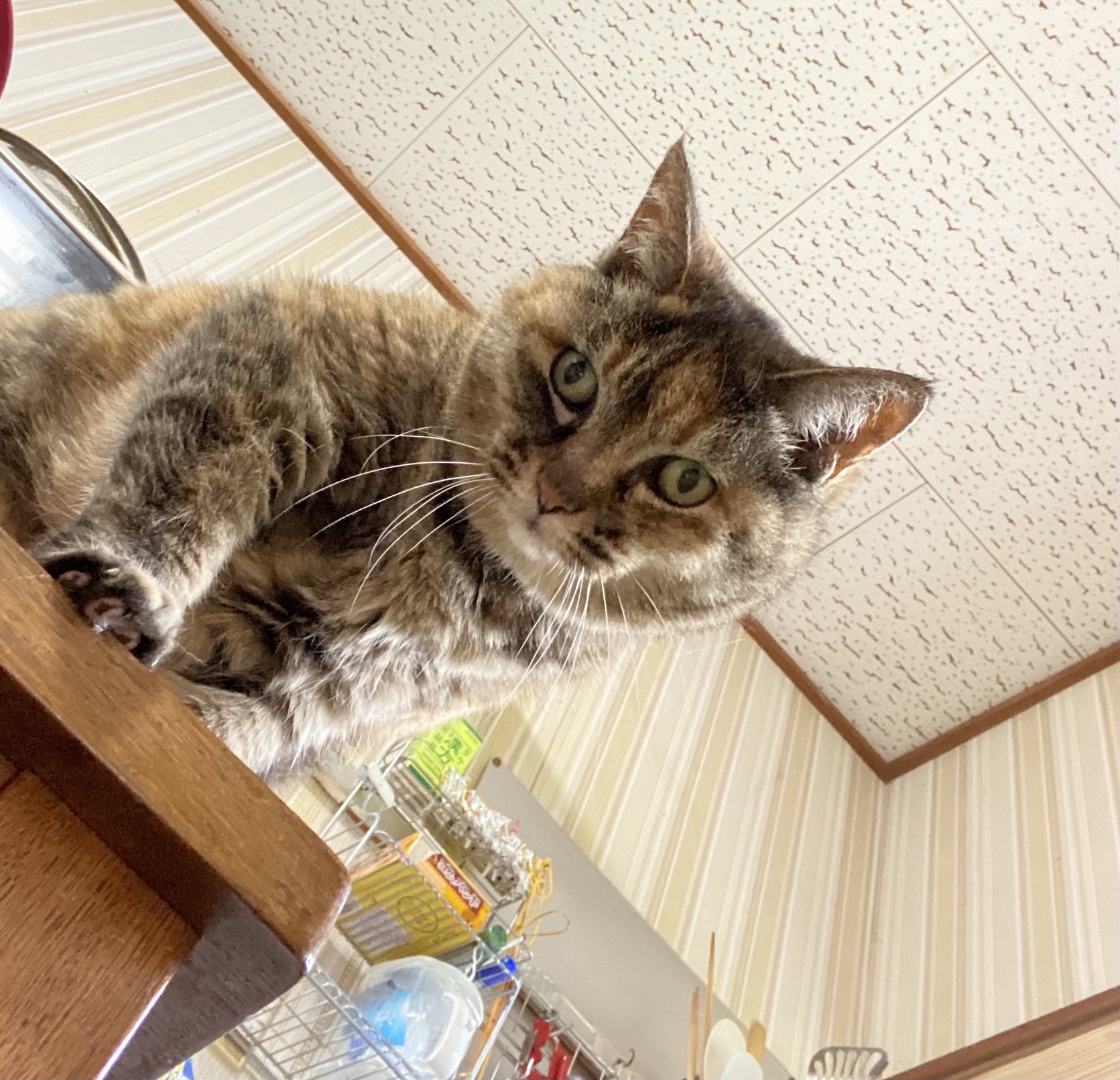 猫先輩  2点 ねこ先輩 on X: 