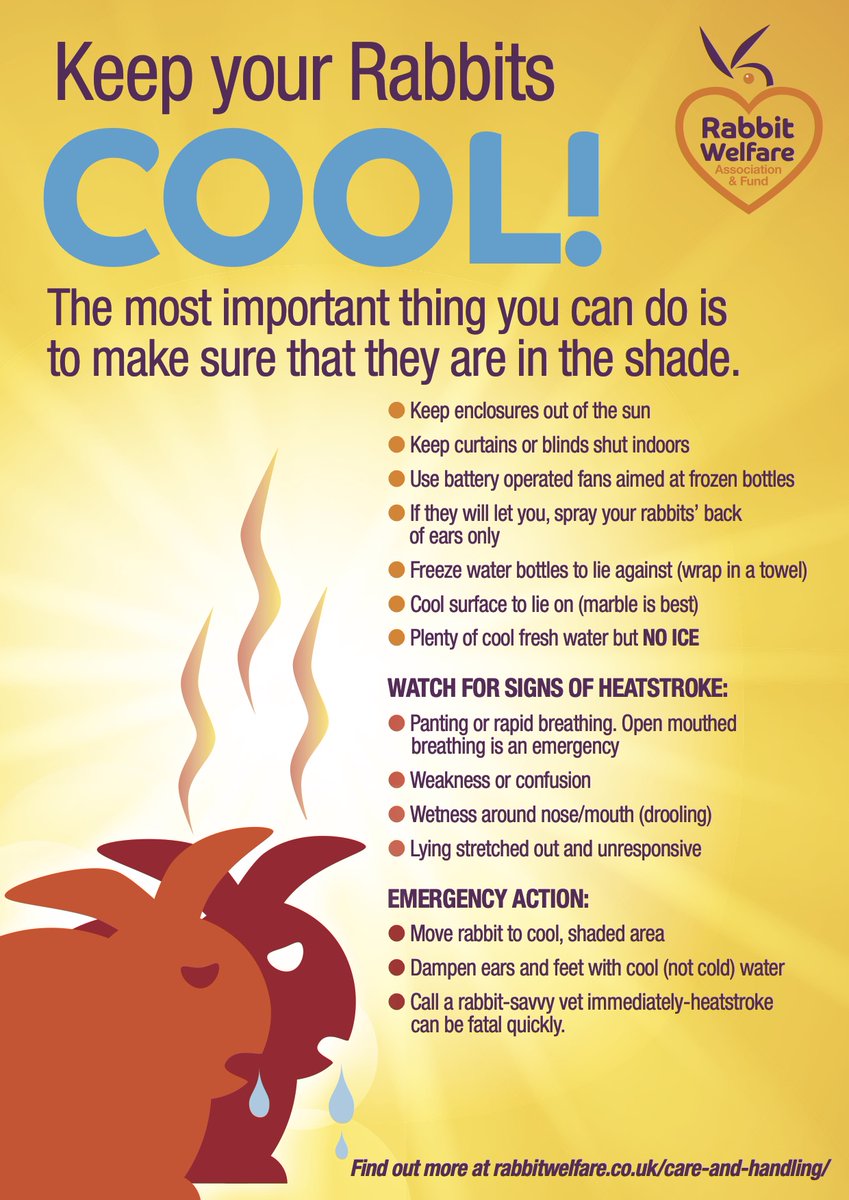 RabbitRWAF's tweet image. Beat the heat! Keep your rabbits cool this summer 🐰☀️
💧 Use a water bowl (not just bottles)
🧊 No ice cubes - they upset tummies
🧴 Skip the suncream (they'll lick it!)
☁️ Provide shade with airflow
❄️ Frozen bottles = bunny chill-out
More tips 👉 rabbitwelfare.co.uk/hot-weather-ca…