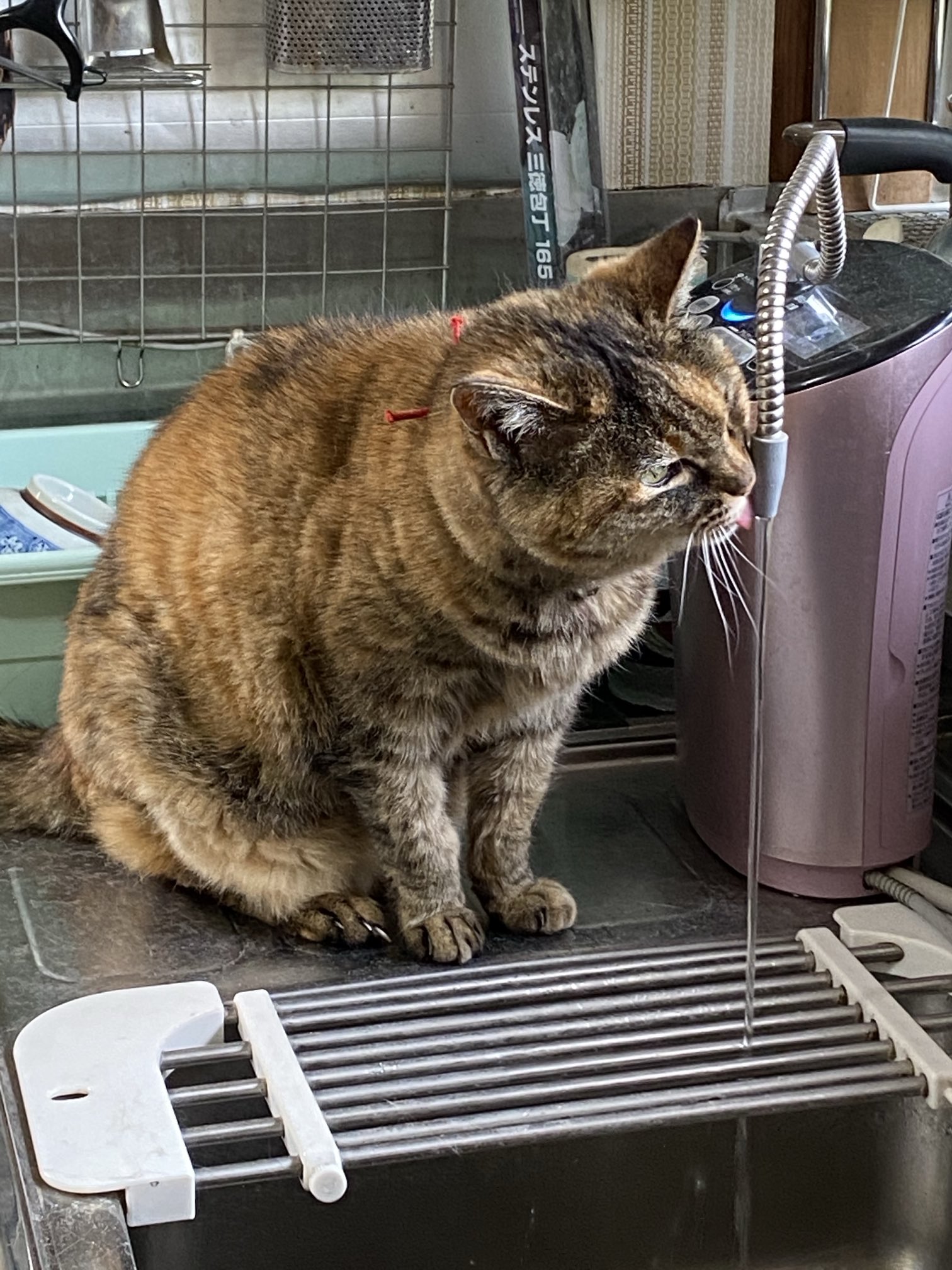 ねこ先輩 on X: 