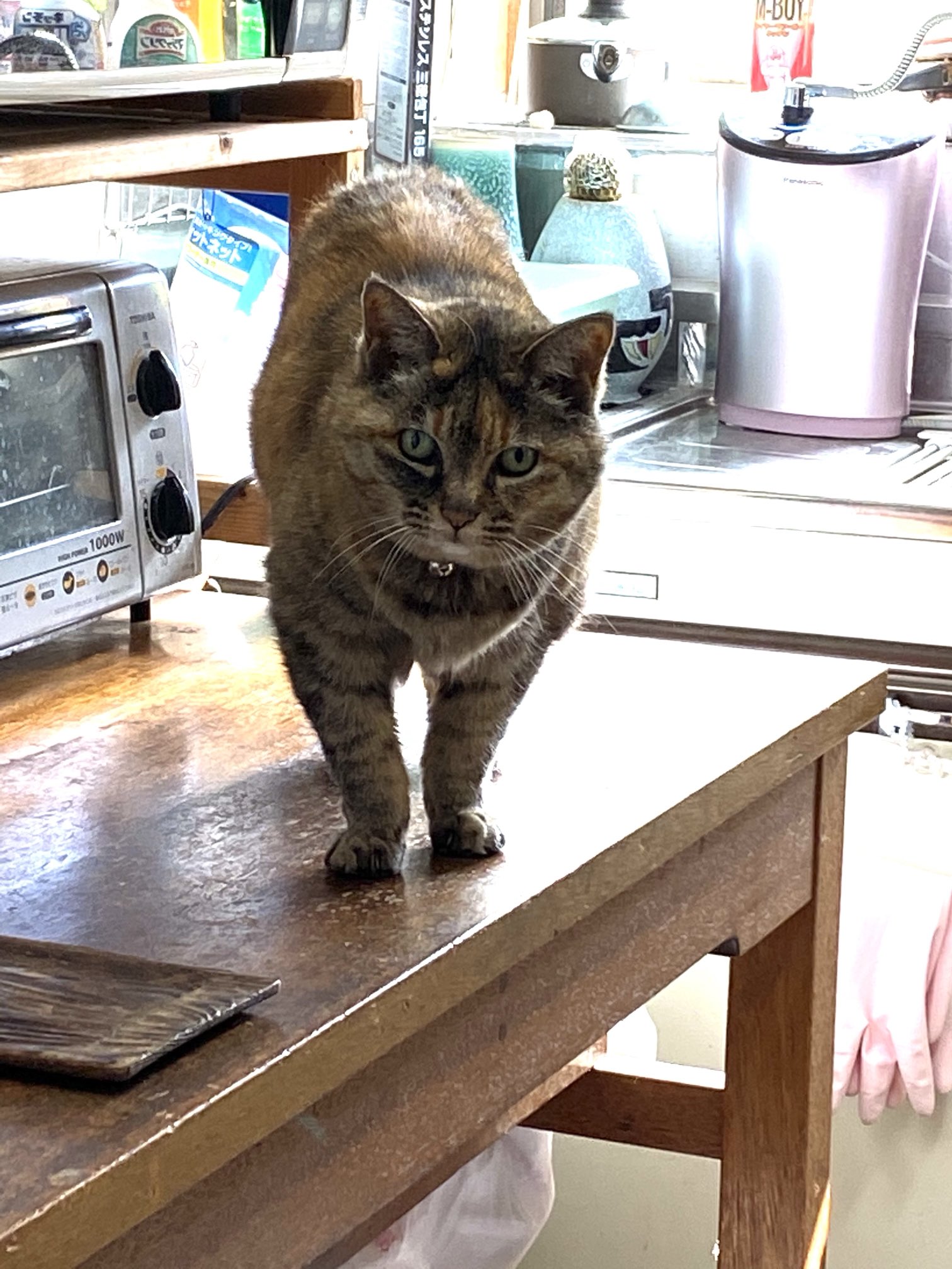 ねこ先輩 on X: 