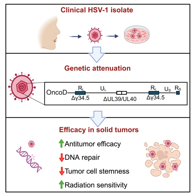 OhioStatePIIO's tweet image. 🚀 Congrats to #PIIO Member Dr. Xiaokui Mo, co‑author on recent article in Mol Ther Oncol. describing OncoD, a novel triple‑mutant HSV‑1 engineered for safe, #tumor‑specific #oncolytic activity in #solid_cancers.
pmc.ncbi.nlm.nih.gov/articles/PMC11…