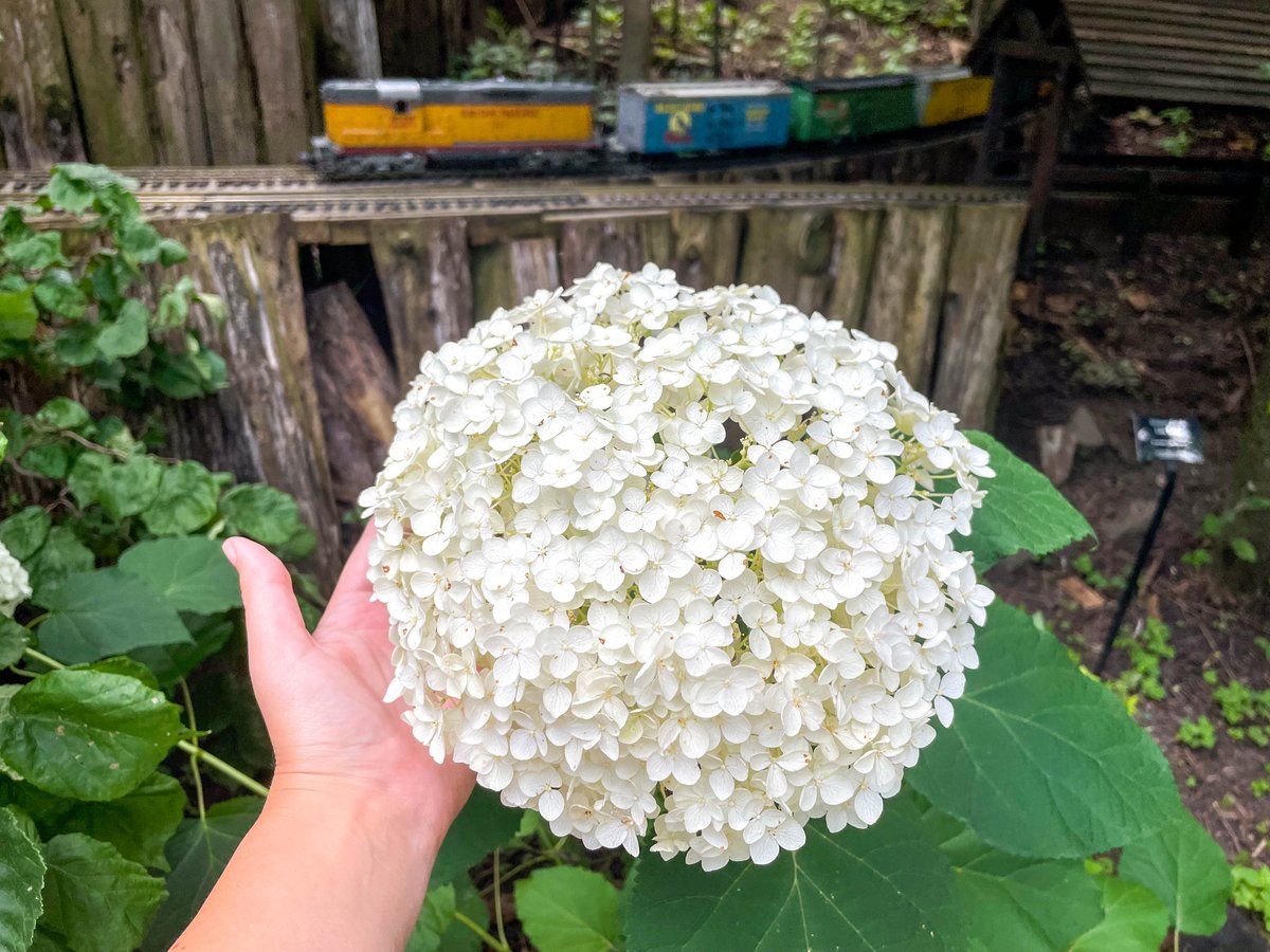 Check out the size of these smooth hydrangeas blooming near the model railroad garden! This one’s roughly three times bigger than my hand, but cultivars like these can get up to 12 inches in diameter. Definitely something worth stopping by to see on your next garden visit!