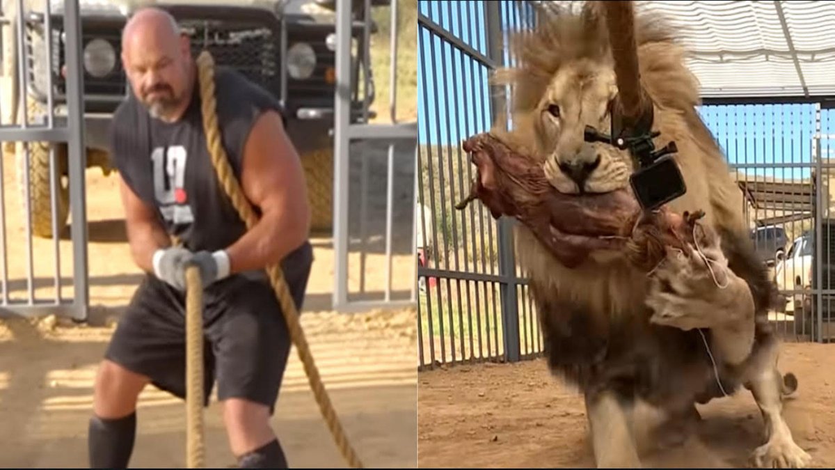 How strong is Brian Shaw?! He tested his strength in a tug-of-war against a lion.

generationiron.com/brian-shaw-tes…