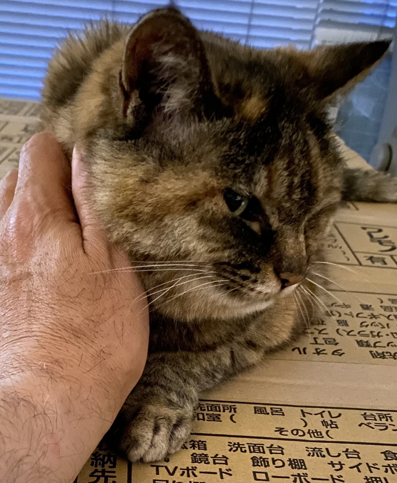 ねこ先輩 on X: 