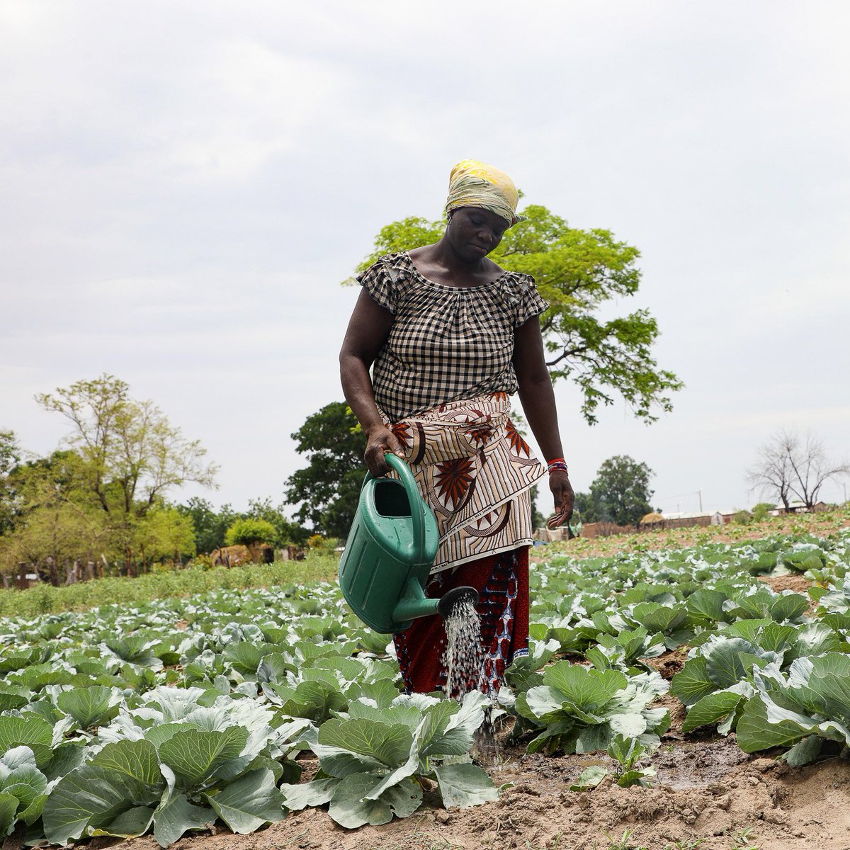 WFP_Cotedivoire's tweet image. Dans le Nord 🇨🇮, 9⃣0⃣ % de la main-d’œuvre #agricole est féminine, mais les femmes restent vulnérables face aux aléas et contraintes socioéconomiques. Le PAM les soutient via formations, accès aux ressources agricoles et bonnes pratiques pour améliorer leurs récoltes et revenus.