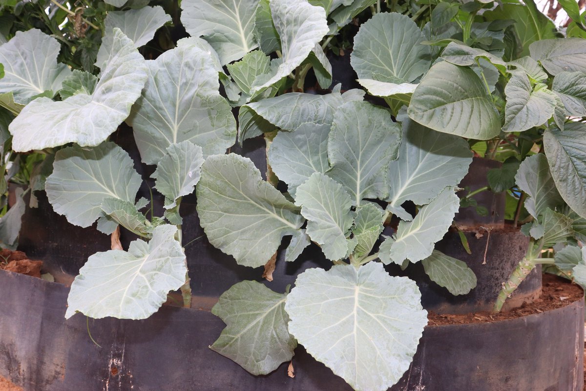 NCCK Nature Positive (@nps_ncck) on Twitter photo Jammy Munuve’s journey from water shortage to plenty on the plate is inspiring.Her garden is small but mighty — just like her spirit.What’s cooking at her kitchen garden?Kales and terere...all homegrown #CameroonEndRevival #FreeKanMaiyo
<a href="/Foodgrains/">Canadian Foodgrains Bank</a> <a href="/UnitedChurchCda/">United Church Canada</a> <a href="/KenyaNCCK/">NCCK Kenya</a> Jammy Munuve’s journey from water shortage to plenty on the plate is inspiring.Her garden is small but mighty — just like her spirit.What’s cooking at her kitchen garden?Kales and terere...all homegrown #CameroonEndRevival #FreeKanMaiyo
<a href="/Foodgrains/">Canadian Foodgrains Bank</a> <a href="/UnitedChurchCda/">United Church Canada</a> <a href="/KenyaNCCK/">NCCK Kenya</a>