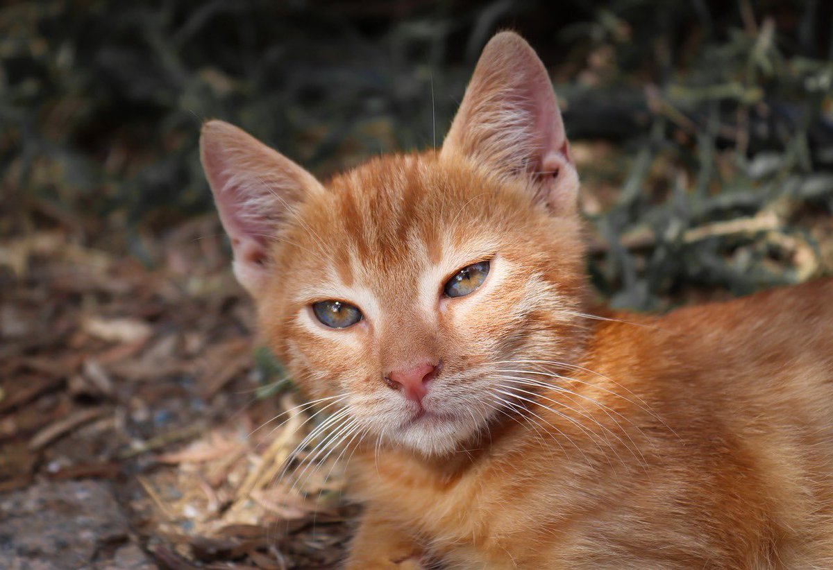 ささちゃんハイ (@ssasaki07082) on Twitter photo 