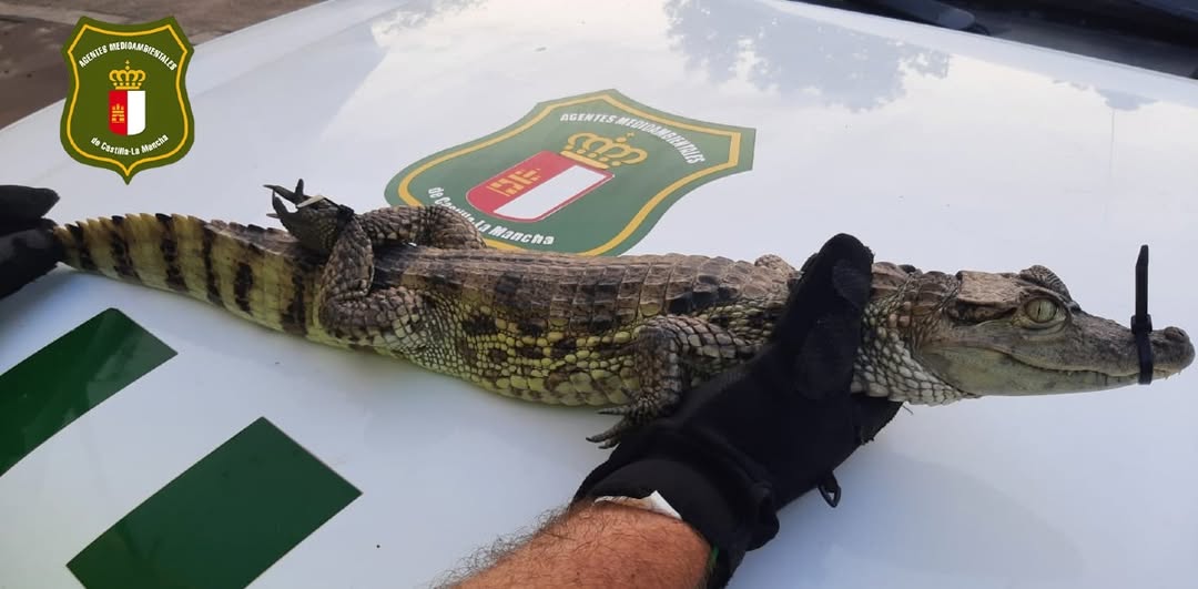 Efectivos del SEPRONA de la guardiacivil_ab, Agentes Medioambientales, personal del Centro de Recuperación de la Fauna Silvestre de Albacete y socios del club de pesca de Almansa han participado en la captura de un Caimán Yacaré, avistado en el día de ayer en el pantano almanseño