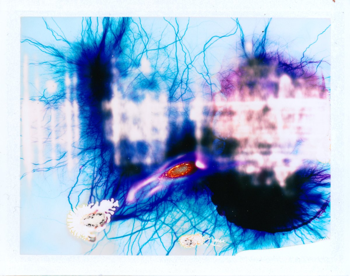 pixelform's tweet photo. High Voltage Image Making
1. HVIM 012 - FujiFilm FP-100C + 15K VAC
2. HVIM 011 - FujiFilm FP-100C + 15K VAC
3. HVIM 010 - FujiFilm FP-100C + 15K VAC
https://t.co/lzQEYhjyMC
#analogfilm #highvoltage #photography #imageobjects #fujifilm #phillipstearns https://t.co/uJ76i4xQ4J