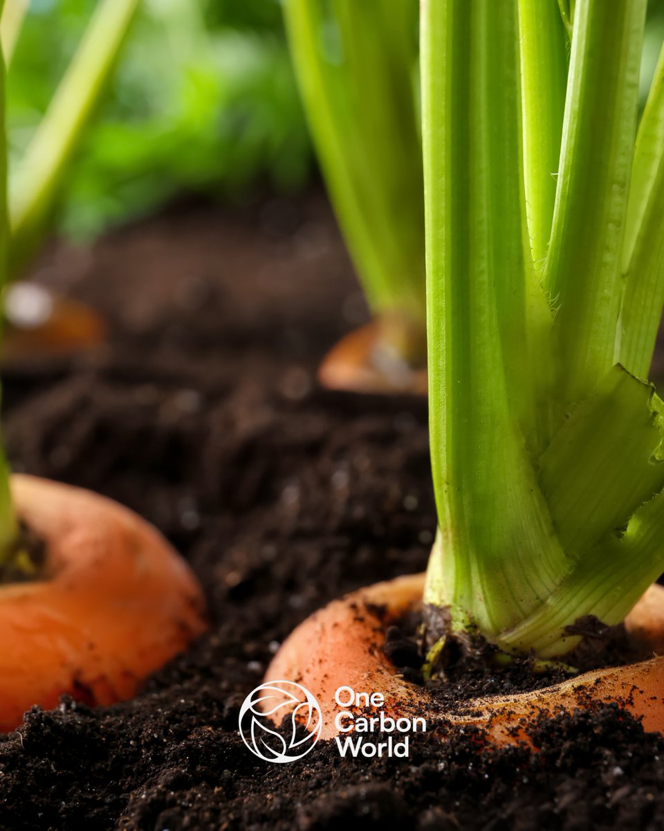 🌍 The Role of Soil in Climate Change Mitigation and Adaptation 🌱 Soils are critical in both climate change mitigation and adaptation. By restoring soil health through regenerative practices, we can sequester carbon, prevent erosion, and enhance biodiversity.