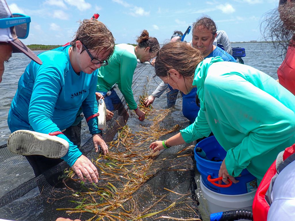 UTMSI's tweet image. From Classroom to Coastline! 🌊🌱Thirteen educators explored coastal science at the July 7–9 TOTE Workshop in Port Aransas, hosted by Mission-Aransas NERR. Hands-on fieldwork and NOAA resources will help them bring estuary science to their classrooms.
#TOTEWorkshop
