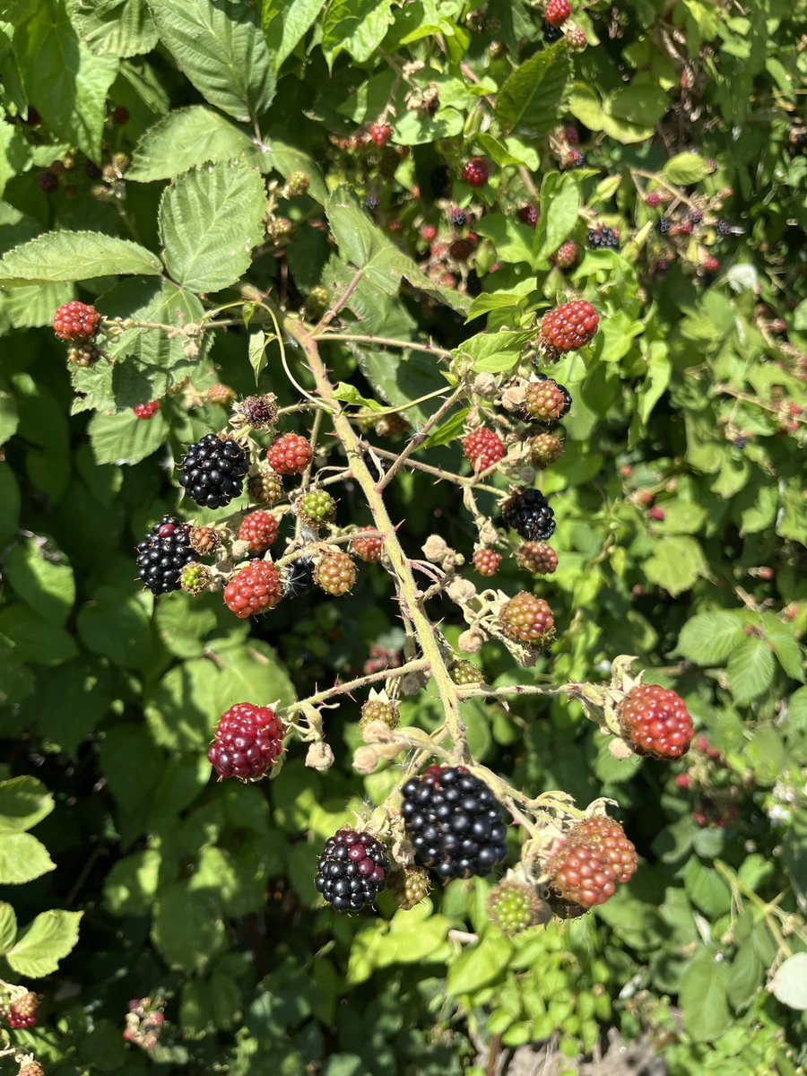 paulpowlesland's tweet image. First blackberry of the year today & by the looks of things it’s going to be a good season.
The scratches, the blood you’ve drawn, the constant toil to keep paths open: all is forgiven bramble.